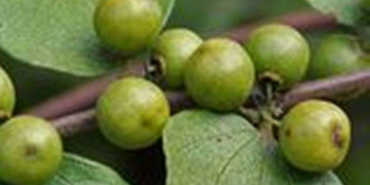 केशोर र बयरको माग बढ्दै