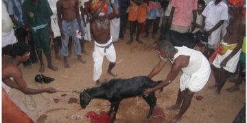 दसैंमा धनुषाका सबै शक्तिपीठमा बोका बली निषेध