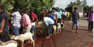 सीडीओको निर्णयकाे धजिया उडाउदै धनुषाका शक्तिपीठमा बोका बली चढ्दै