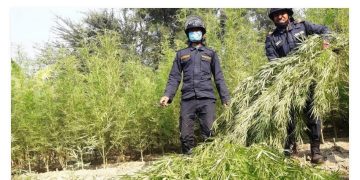 १६ विघामा लगाइएको गाँजा खेती प्रहरीले गरे नष्ट