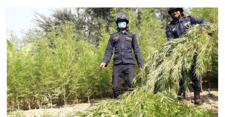 १६ विघामा लगाइएको गाँजा खेती प्रहरीले गरे नष्ट