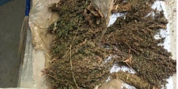 १० किलो गाँजा सहित गाैशला नगरपालिकाकाे श्रीमान श्रीमती पक्राउ