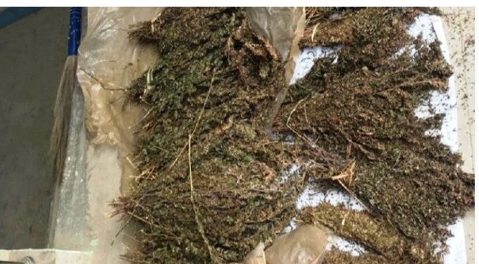 १० किलो गाँजा सहित गाैशला नगरपालिकाकाे श्रीमान श्रीमती पक्राउ