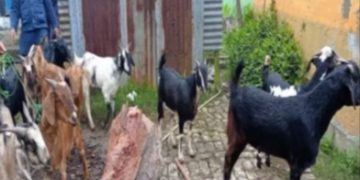 पश्चिम नवलपरासीमा २ लाख ४६ हजार मुल्य बराबरको खसी र अवैध कुखुरा बरामद