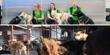 कोरोना भाइरस संक्रमित पत्ता लगाउन कुकुर परिचालन