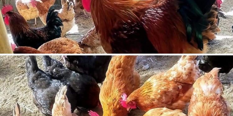 दुर्लभ भेरियन्ट एच१०एन ३ को संक्रमण पुष्टि