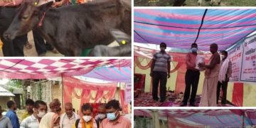 प्रदेश सरकाले गरे एकल महिलाहरुलाइ गाई वितरण