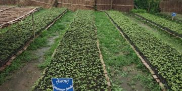 शिवराज साझेदारी वनले डेढ लाख बिरुवा वितरण गर्ने