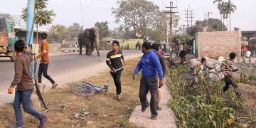 रौतहटमा उतपात मच्चाउने जंगली हात्ती भारत पस्यो