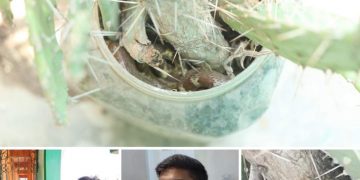 सर्प उद्धारकर्ता गणेशको कमाल