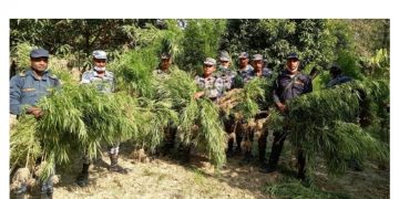 महाेतरी र सर्लाहीकाे विभिन्न स्थानमा ११ विगहामा लगाइएकाे अवैध गाँजा खेती नष्ट