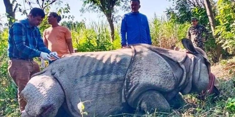 बाढीले बगाएर भारतीय भूमिमा पुगेको गैंडा फिर्ता ल्याइयो