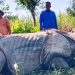 बाढीले बगाएर भारतीय भूमिमा पुगेको गैंडा फिर्ता ल्याइयो