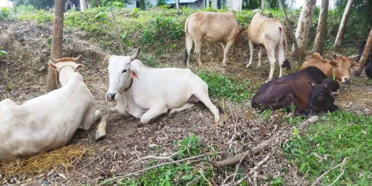 अवैध रुपमा भारत तर्फ निकासी गरीरहेको ४२ थान गाई बस्तु प्रहरीको नियन्त्रणमा