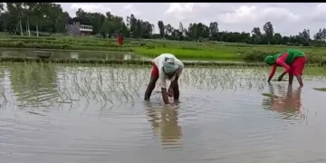 लगातारको बर्षा पछि महोत्तरीका किसान धान रोपाइँमा व्यस्त