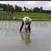 लगातारको बर्षा पछि महोत्तरीका किसान धान रोपाइँमा व्यस्त