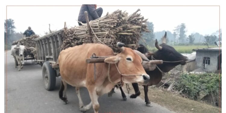 पलायन हुँदै उखु किसान, महिना दिन अगावै क्रसिङ बन्द