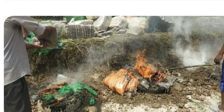 क्विन्टल भन्दा बढी गाजा नष्ट