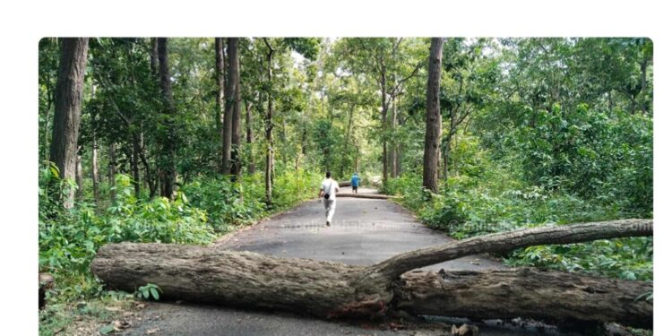 आन्दोलनको नाममा बर्दिबास वनमा १८३ वटा सालको रुख काटियो