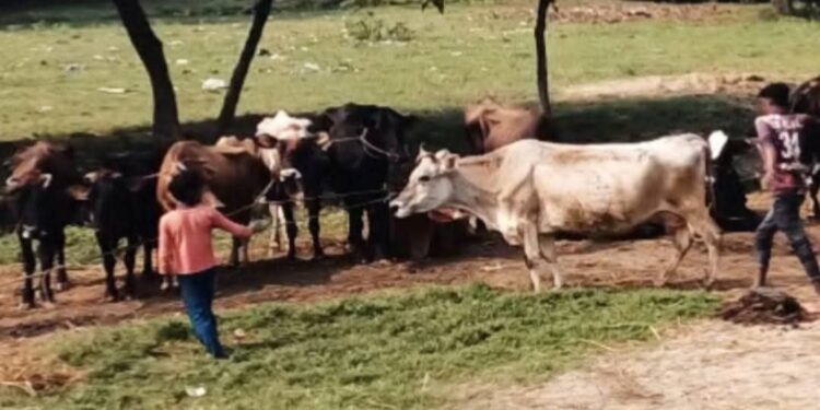 सम्सी नाका गाई तस्करीको मुख्य केन्द्र बन्दै