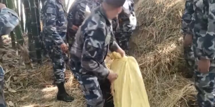 पराल मा लुकाई राखेको २१३ किलो गांजा सशस्त्र प्रहरीले लियो नियन्त्रण मा